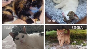 kolaż ze zdjęciami 4 kotów