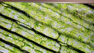 Preparat wykonany z liścia moczarki kanadyjskiej – obraz z pod mikroskopu