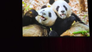 Kadr z filmu wykonanego przez Uniwersytet Przyrodniczy w Lublinie. W tle 2 pandy wielkie zjadające bambus.  Aby zaspokoić swój głód, panda musi zjeść bardzo dużo bambusowych pędów