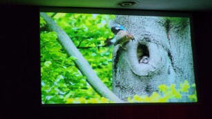 Kadr z filmu wykonanego przez Uniwersytet Przyrodniczy w Lublinie. W tle sójka, która przynosi pożywienie młodym ptakom i ich olbrzymie znaczenie na ekosystem