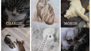 kolaż ze zdjęciami 4 kotów i dwa rysunki kotów