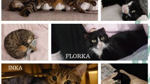 kolaż ze zdjęciami 6 kotów