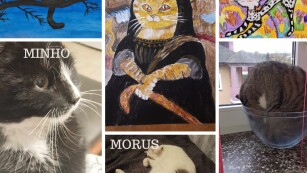 kolaż ze zdjęciami 3 kotów i 3 rysunki kotów