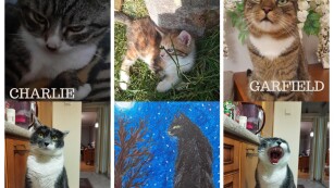 kolaż ze zdjęciami 5 kotów i rysunek kota