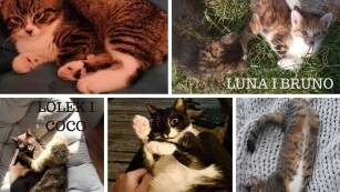 kolaż ze zdjęciami 5 kotów